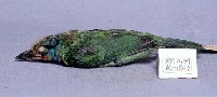 五色鳥藏品圖，第2張